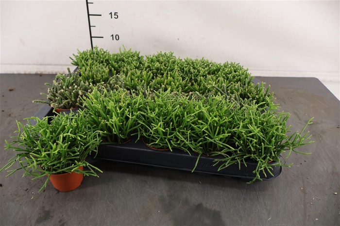 <h4>R Rhipsalis 6 Cm. P . Mini Gemengd</h4>