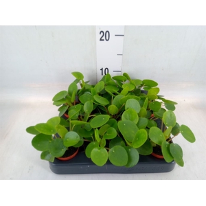 Pilea peperomoides