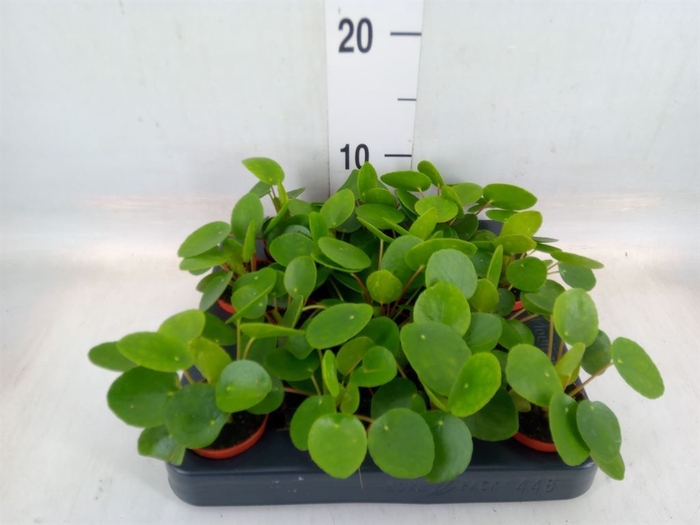 <h4>Pilea peperomoides</h4>