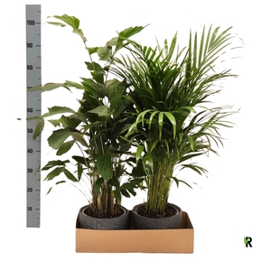 Palm mix in leisteen ker. pot 23 cm