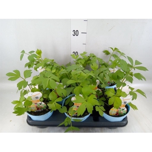 Levisticum officinale