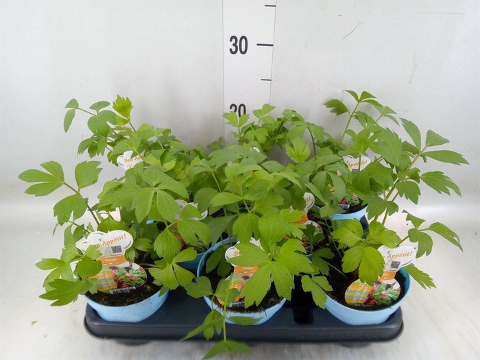 <h4>Levisticum officinale</h4>