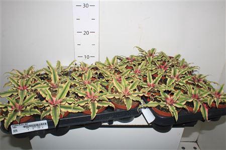 <h4>Cryptan Rubin Star</h4>