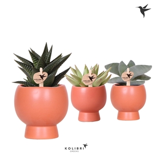 Kolibri Greens Succulenten mix in Scandic pot terracotta