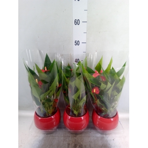 Anthurium andr. 'Mill Flowers Red'