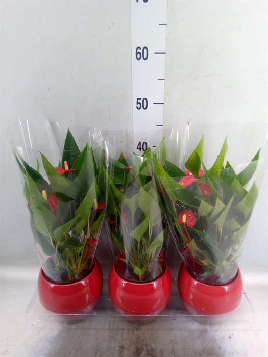 <h4>Anthurium andr. 'Mill Flowers Red'</h4>