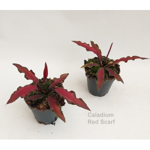 Caladium