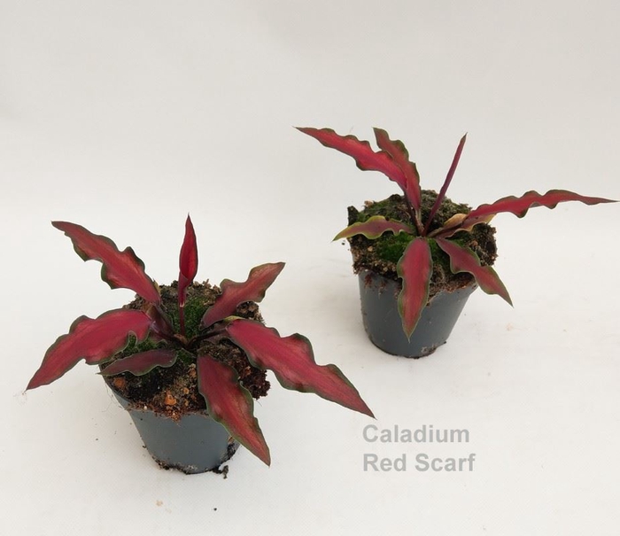 <h4>Caladium</h4>