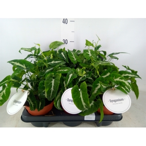 Syngonium   ...