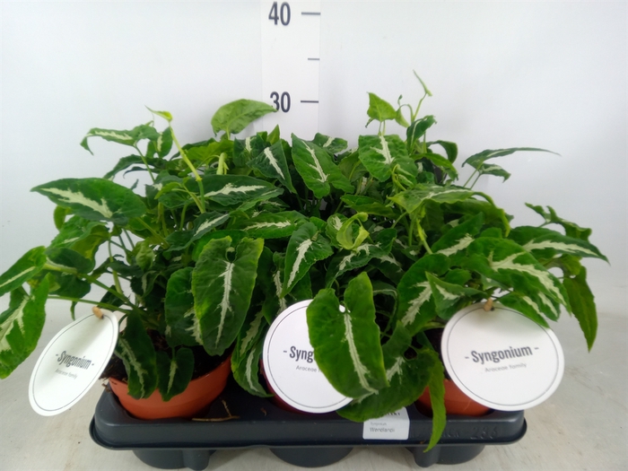 <h4>Syngonium   ...</h4>