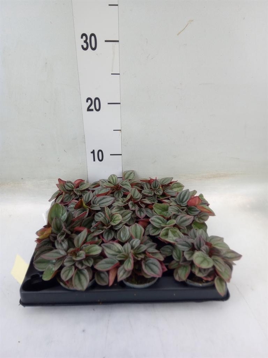 <h4>Peperomia</h4>