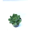 ECHEVERIA ELEGANS P6