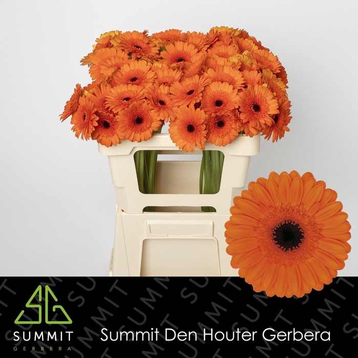 <h4>Germini Caramba</h4>