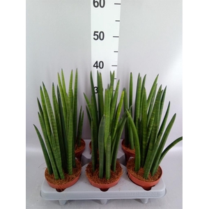 Sansevieria cyl.  ...