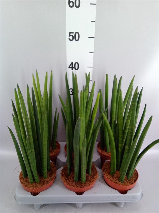 <h4>Sansevieria cyl.  ...</h4>