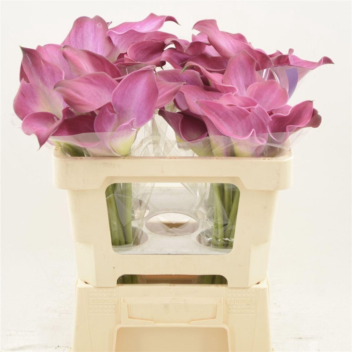 <h4>Calla Fantasia | Dubbelbloemig</h4>