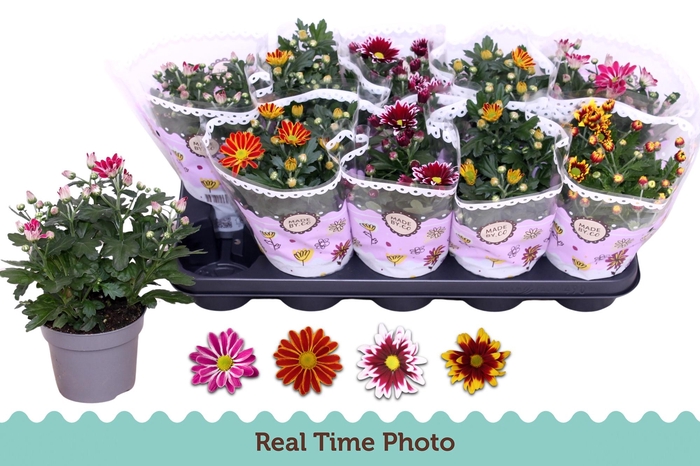 <h4>CHRYS GEM 2 KL BLOEM</h4>