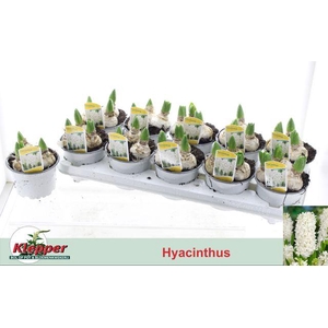 HYACIN WHITE PEARL P12