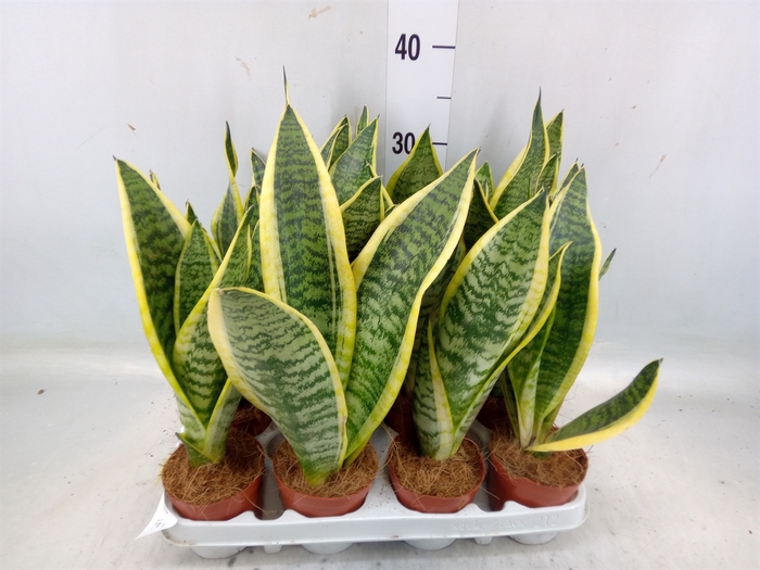 <h4>Sansevieria trifa. 'Futura Superba'</h4>