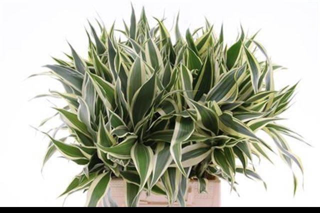 <h4>DRAC SANDERIANA</h4>