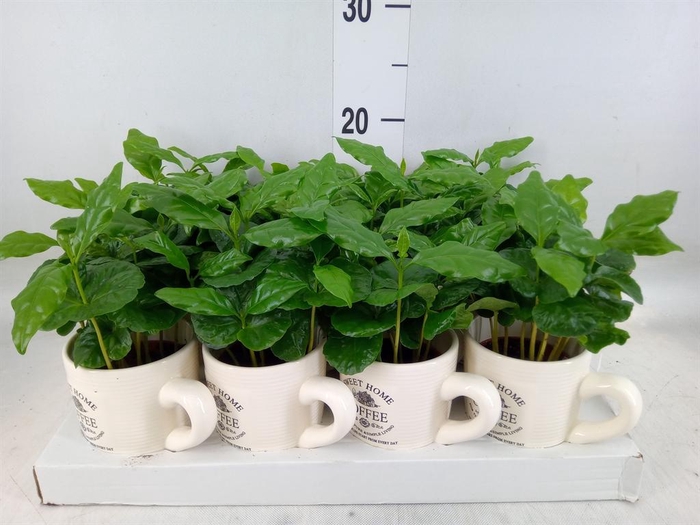 <h4>Coffea arabica</h4>