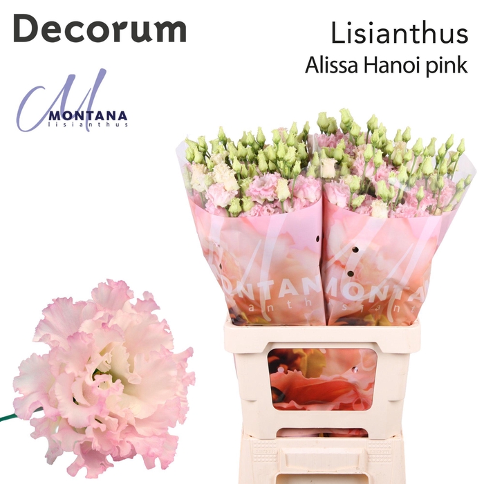 <h4>Lisianthus Alissa Hanoi pink 70cm</h4>