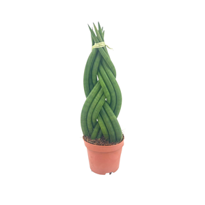 Sansevieria Cylindrica Braided 12 cm