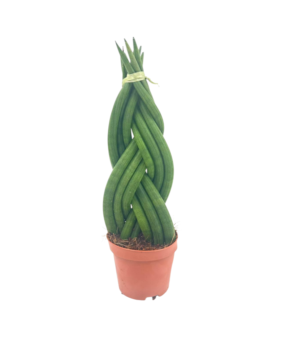 <h4>Sansevieria Cylindrica Braided 12 cm</h4>