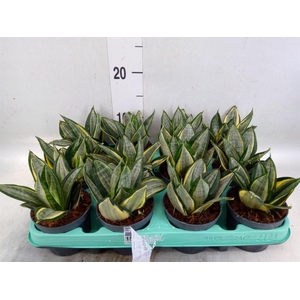 Sansevieria trifa. 'Hahnii'