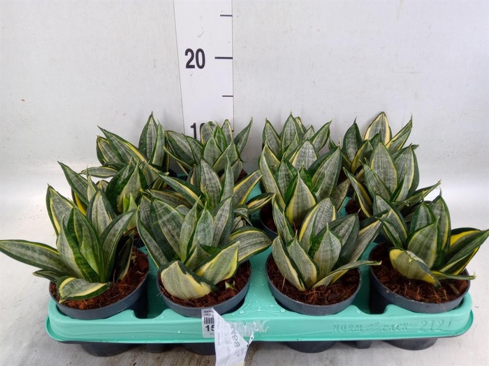 <h4>Sansevieria trifa. 'Hahnii'</h4>