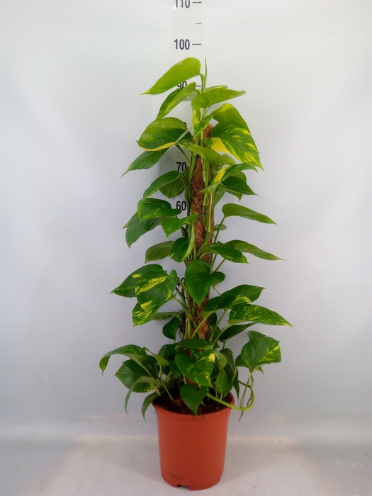 <h4>Epipremnum pinn.   ...moss stick</h4>