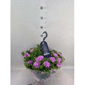 Petunia  'Surfinia'   ...