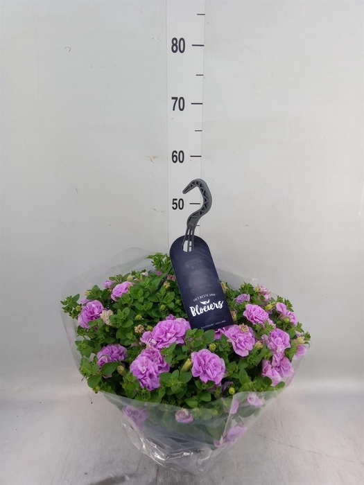 <h4>Petunia  'Surfinia'   ...</h4>