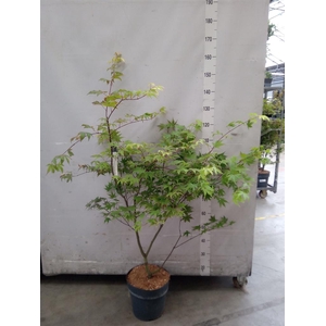 Acer palmatum 'Osakazuki'