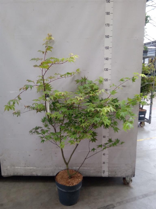 <h4>Acer palmatum 'Osakazuki'</h4>