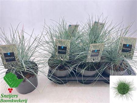 <h4>Festuca Glauca</h4>