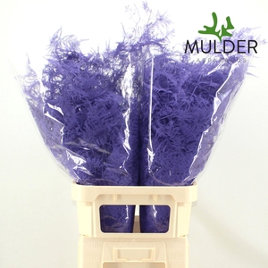 Asparagus DYED Lavender