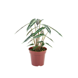 ALOCASIA PICOLLINI P12