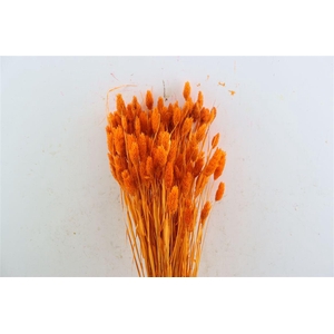 Dried Phalaris X5 Oranje Bunch