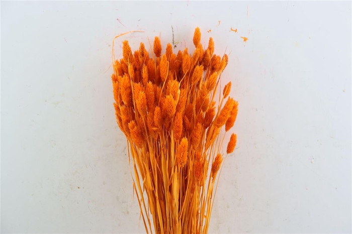 Dried Phalaris X5 Oranje Bunch