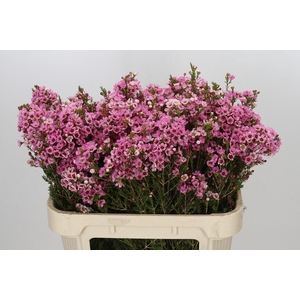 Chamelaucium Sarah's Delight