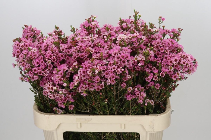 <h4>Chamelaucium Sarah's Delight</h4>