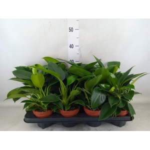 Philodendron  'Green Princess'