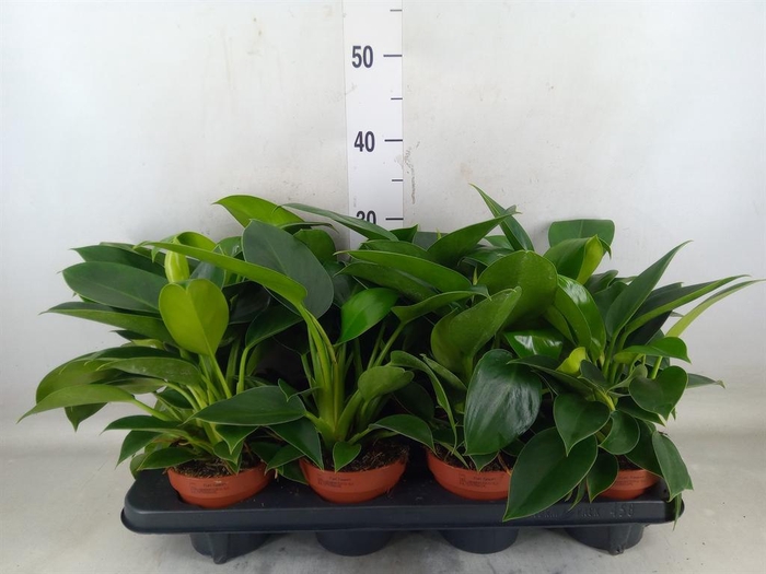 <h4>Philodendron  'Green Princess'</h4>