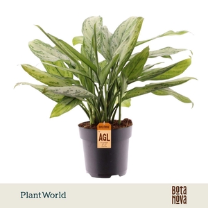 Aglaonema Silver Queen
