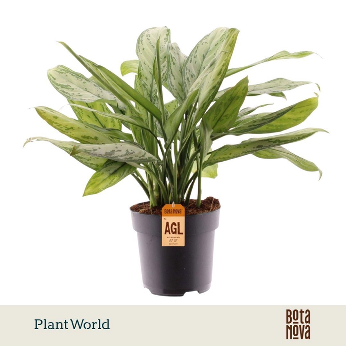 <h4>Aglaonema Silver Queen</h4>