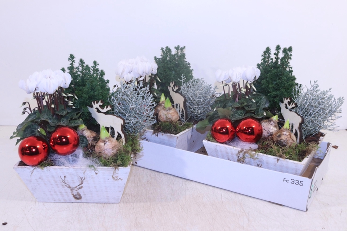 <h4>ARR HYACINTH</h4>