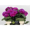 Dahlia Purple Fox