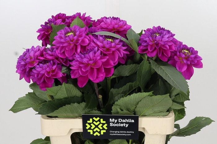 <h4>Dahlia Purple Fox</h4>