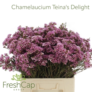 Chamelaucium Teina's Delight